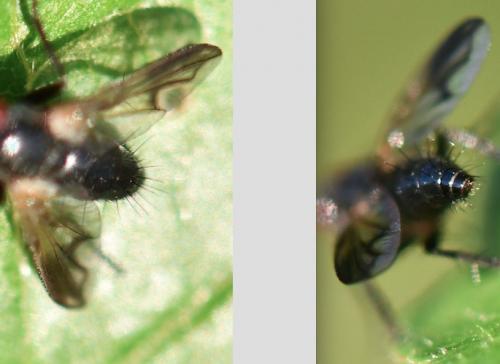 Paykullia maculata